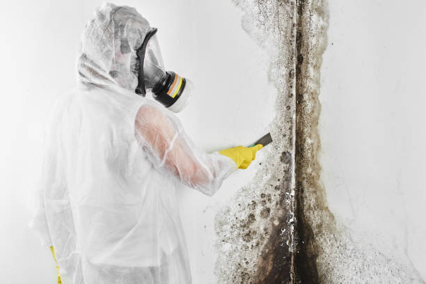 Best Mold Cleaning Services  in Tomah, WI