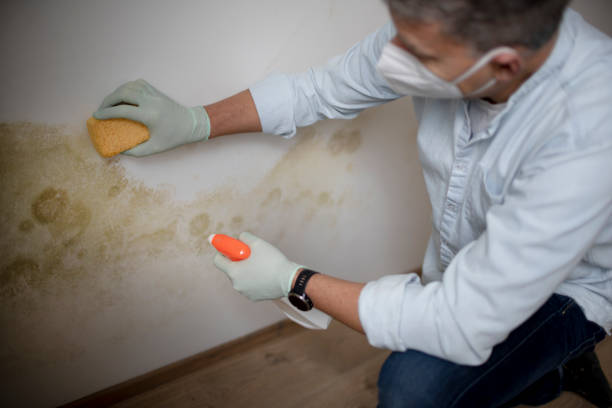Best Certified Mold Removal  in Tomah, WI
