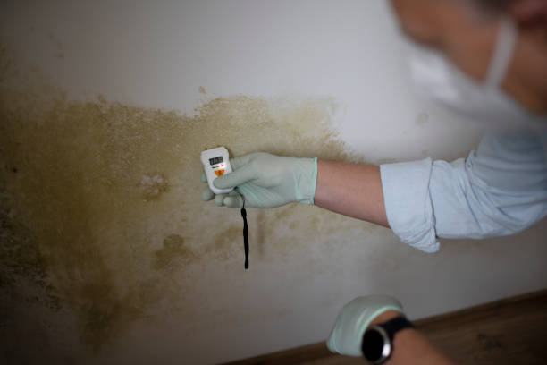 Home Mold Removal in Tomah, WI