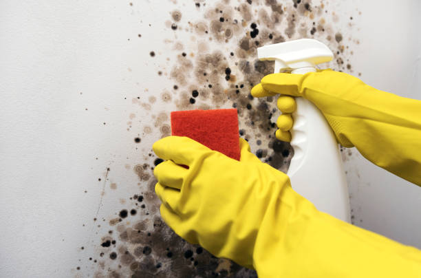 Best Attic Mold Removal  in Tomah, WI