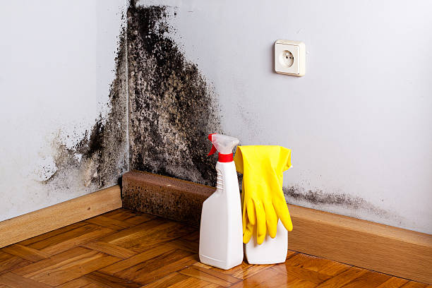 Best Local Mold Removal Service  in Tomah, WI