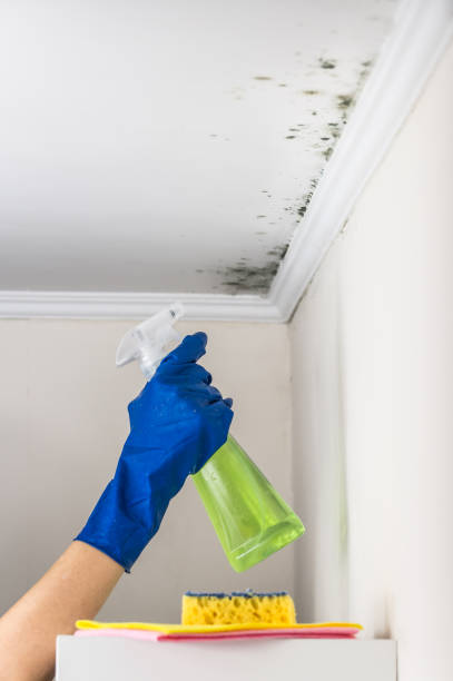 Best Crawl Space Mold Removal  in Tomah, WI